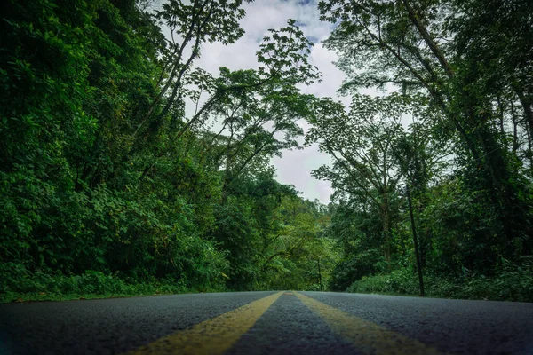 Tiro Baixo Ângulo Árvores Verdes Floresta Nos Lados Uma Estrada — Fotografia de Stock