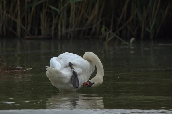 Beautiful Shot Mute Swan Standing Shallow Lake Water Cleaning Itself — Stock Photo, Image