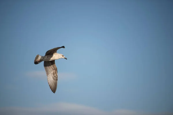 Une Vidéo Larus Blanc Volant Dans Ciel Bleu — Photo