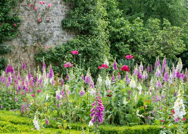 Flores Luvas Raposa Florescendo Jardim Murado Jardins Rousham Oxfordshire — Fotografia de Stock