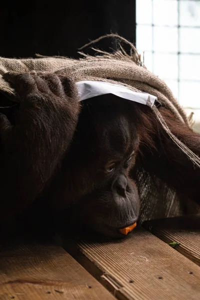 Vertikal Bild Orangutang Med Mat Munnen Liggande Träplankor — Stockfoto