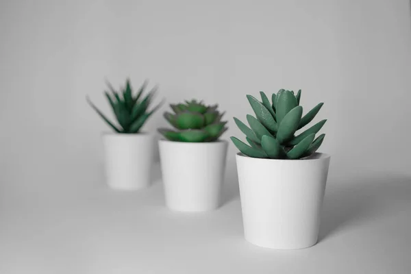 Selective Focus Shot Succulent Plant Haworthia Plant White Pots — Stock Photo, Image