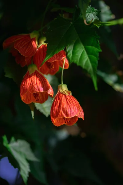 Eine Nahaufnahme Von Schönen Blumen Einem Park — Stockfoto