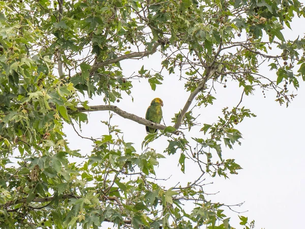 Ağaç Dalındaki Bir Papağanın Yakın Plan Fotoğrafı — Stok fotoğraf