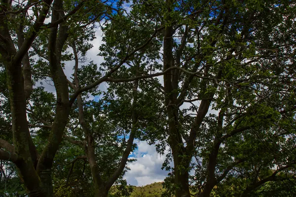 Крупный План Стволов Деревьев Дневное Время — стоковое фото