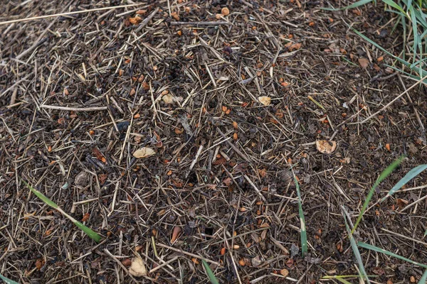 Een Close Van Takken Grond — Stockfoto