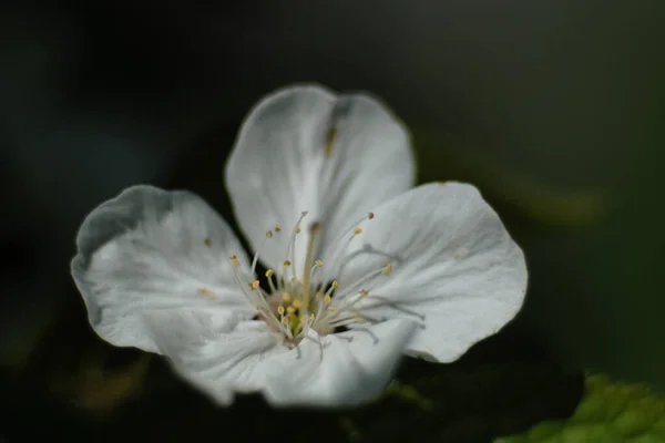 Beyaz Kiraz Çiçeğinin Dikey Yakın Çekimi — Stok fotoğraf