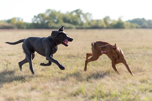 Tarlada Oynayan Koşan Iki Macar Vizsla Köpeğinin Seçici Odak Noktası — Stok fotoğraf