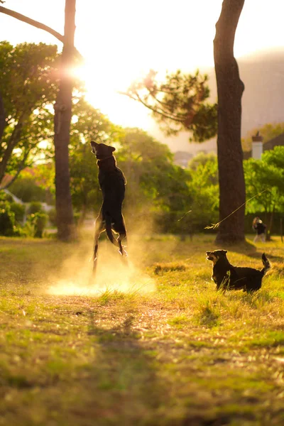 Dog Captured High Jump While Playing Another Dog Field Sunset — Stock Photo, Image