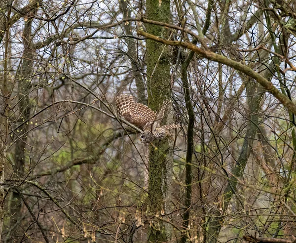 Gros Plan Une Chouette Rayée Perchée Sur Une Branche Nue — Photo