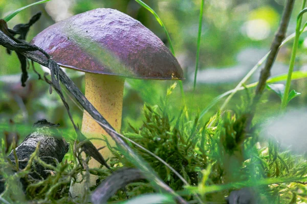 Gros Plan Champignon Dans Une Forêt — Photo