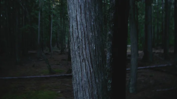 Ein Dunkler Gruselabend Wald Mit Dünnen Baumstämmen Dicht Beieinander — Stockfoto