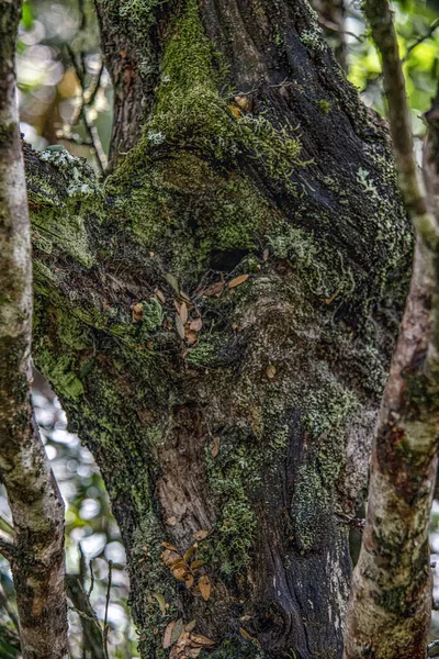 Primo Piano Del Muschio Che Cresce Grande Vecchio Albero Con — Foto Stock