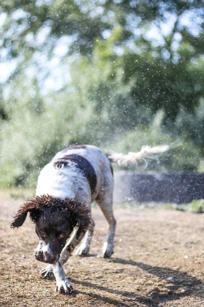 Tiro Vertical Cão Molhado Apreciando Spray Água — Fotografia de Stock