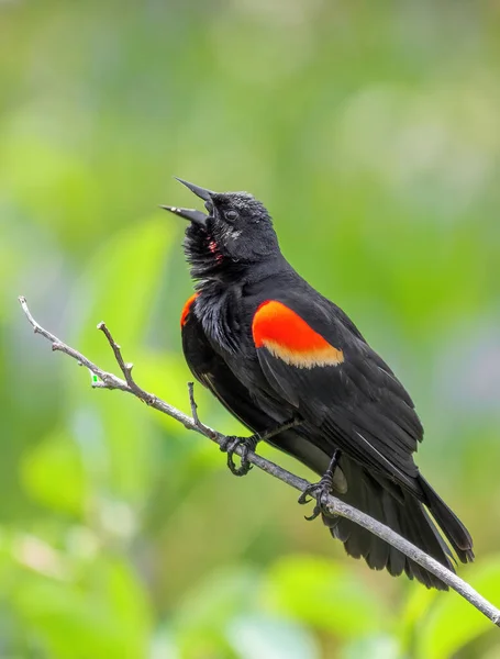 Een Verticaal Schot Van Een Rood Gevleugelde Merel Schreeuwend — Stockfoto