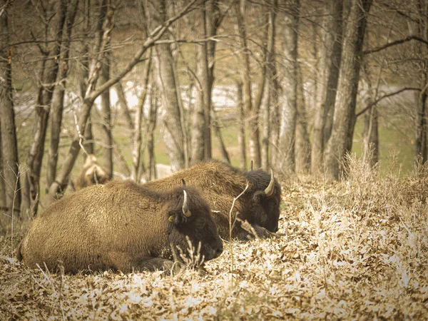 Una Hermosa Vista Los Bisontes Americanos Hábitat — Foto de Stock