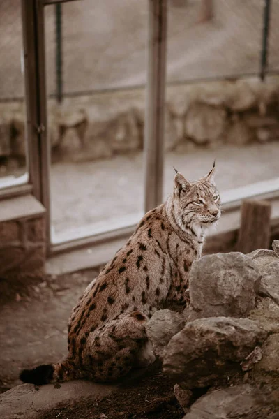 Een Verticaal Shot Van Een Lynx Een Dierentuin Een Wazige — Stockfoto