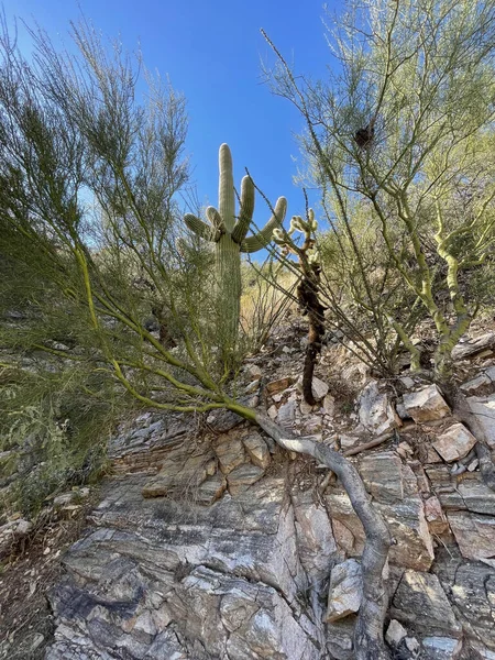 Vertical Shot Saguaro Nature — Stock Photo, Image
