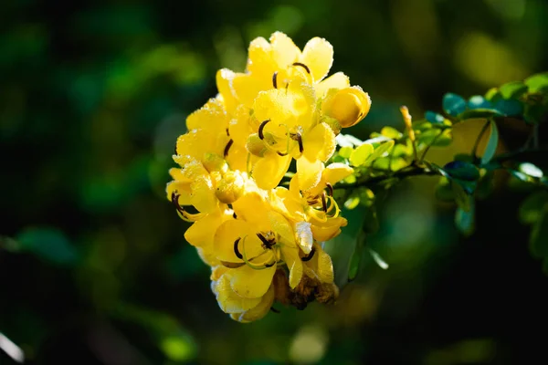 Селективный Фокус Снимка Красивых Желтых Орегонских Виноградных Цветов Саду — стоковое фото