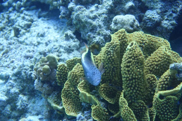 珊瑚中雀斑的鹰嘴鱼近照 — 图库照片