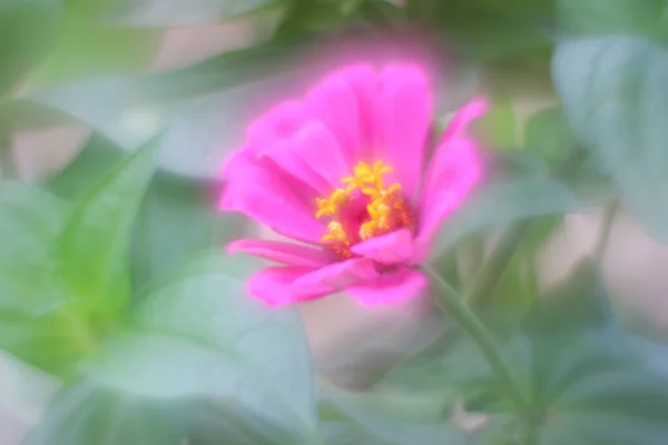 Eine Nahaufnahme Von Rosa Blume Isoliert Grüner Natur Hintergrund — Stockfoto
