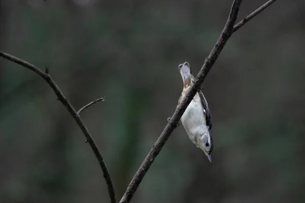 Plano Superficial Del Foco Pájaro Trepador Pecho Blanco Parado Sobre — Foto de Stock