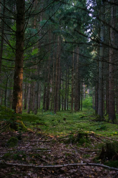 Tiro Vertical Uma Trilha Florestal Entre Pinheiros Sempre Verdes Altura — Fotografia de Stock