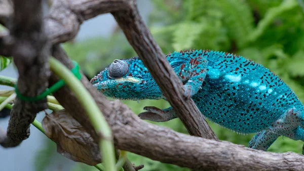 Ein Blau Grünes Chamäleon Krabbelt Auf Einem Ast Vor Verschwommenem — Stockfoto