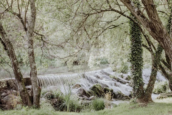 Arbres Verts Cultivés Sur Bord Rivière Avec Ruisseau Sur Fond — Photo