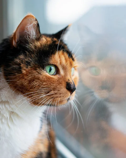 Retrato Gato Listrado Bonito Com Olhos Verdes — Fotografia de Stock