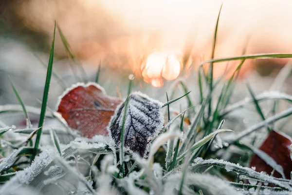 Selektivní Záběr Několika Zaschlých Listů Spadlých Zelenou Trávu Pokrytou Sněhem — Stock fotografie