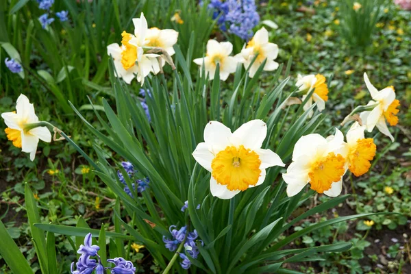 Vackra Påskliljor Som Odlas Trädgården Våren — Stockfoto