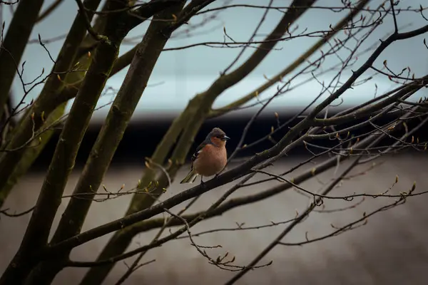在树上拍到一只棕色的鸟的特写镜头 — 图库照片