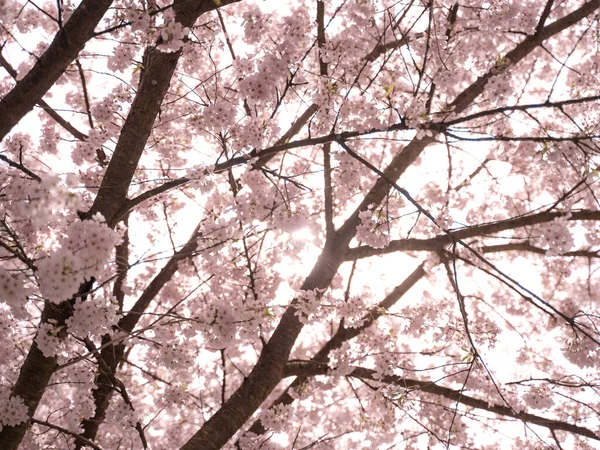 Eine Nahaufnahme Von Schön Blühenden Kirschbaumzweigen — Stockfoto