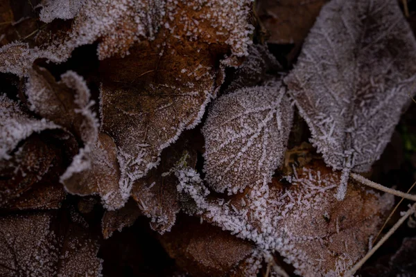 霜と古い乾燥した茶色の葉のクローズアップショット — ストック写真