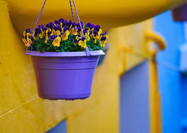 Tiro Foco Raso Das Flores Pansy Potenciômetro Roxo Das Plantas — Fotografia de Stock