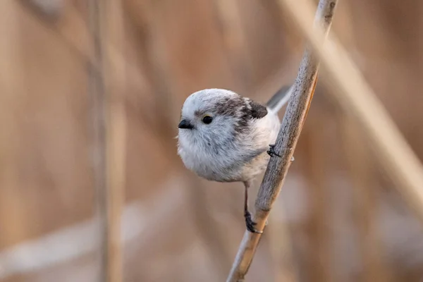 Selective Focus Shot Long Tailed Tit Aegithalos Caudatus Perched Tree — 图库照片