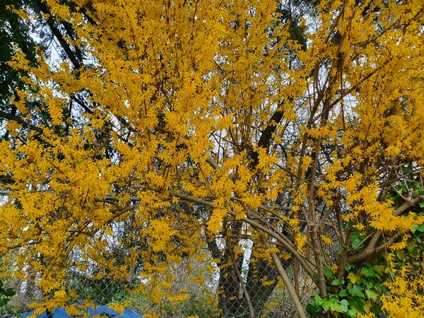 Uma Grande Árvore Amarela Uma Paisagem Primavera — Fotografia de Stock
