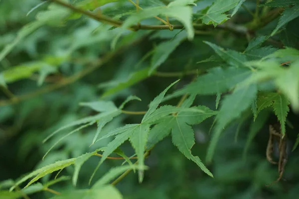 Detailní Záběr Rozkvetlého Zeleného Japonského Javoru Zahradě — Stock fotografie