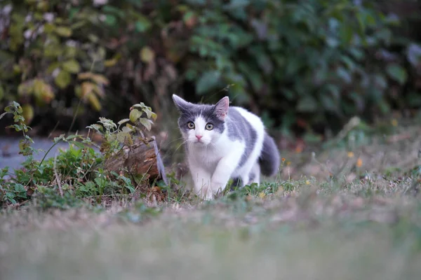 Eine Nahaufnahme Einer Niedlichen Zweifarbigen Katze Die Park Spaziert — Stockfoto