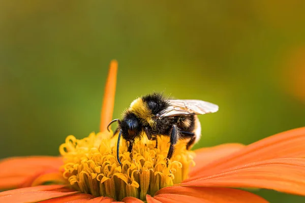 Tiro Foco Seletivo Uma Abelha Uma Flor — Fotografia de Stock