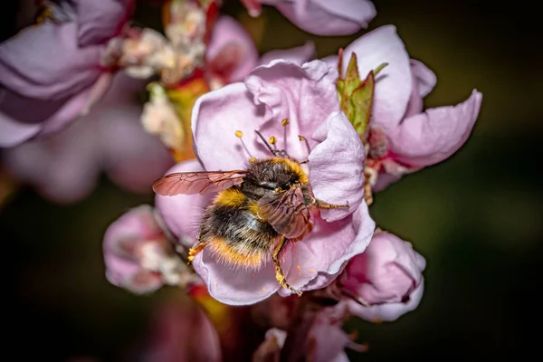 Ένα Κοντινό Πλάνο Μιας Μέλισσας Που Συλλέγει Γύρη Από Άνθη — Φωτογραφία Αρχείου