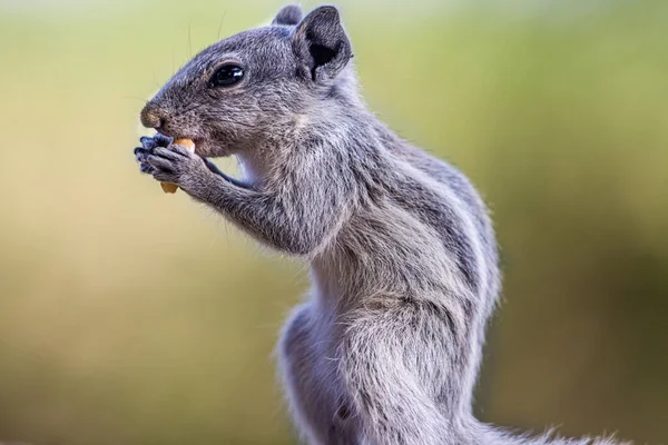 Closeup Cute Indian Palm Squirrel Standing Its Two Legs Eating — Stock Photo, Image