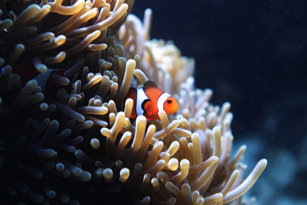 Mondo Sottomarino Con Pesce Pagliaccio Ocellaris Vicino Mare Anemone — Foto Stock