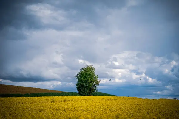 Одно Дерево Желтом Рапсовом Поле Облачным Небом — стоковое фото