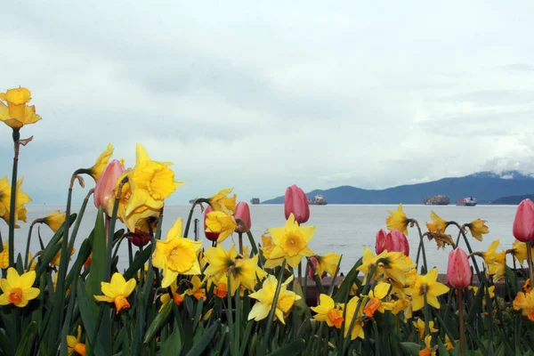 Denize Karşı Pembe Lalelerin Sarı Narsist Çiçeklerin Yakın Çekimi — Stok fotoğraf