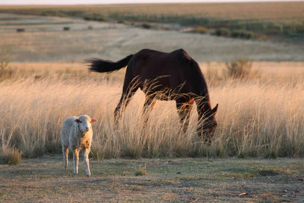Cavalo Comendo Grama Campo Lado Uma Pequena Ovelha — Fotografia de Stock