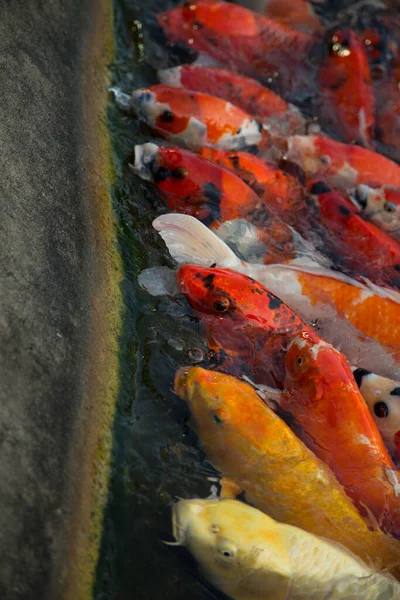 Vertical Shot Koi Carps Water — Stock Photo, Image