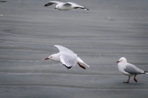在沙滩附近飞行的红嘴海鸥的选择性聚焦镜头 — 图库照片