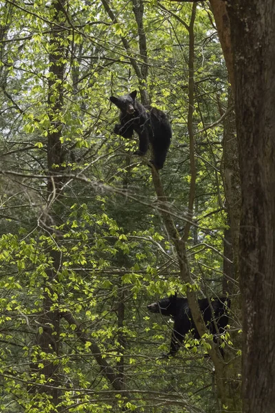 Disparo Vertical Cachorros Oso Negro Trepando Árbol — Foto de Stock